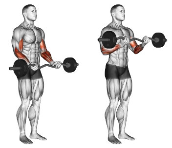 rutina para aumentar bíceps